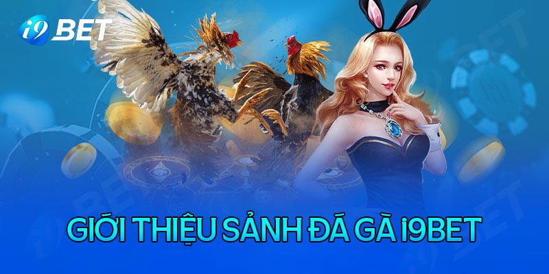 Đá gà i9bet và thông tin cơ bản cần biết