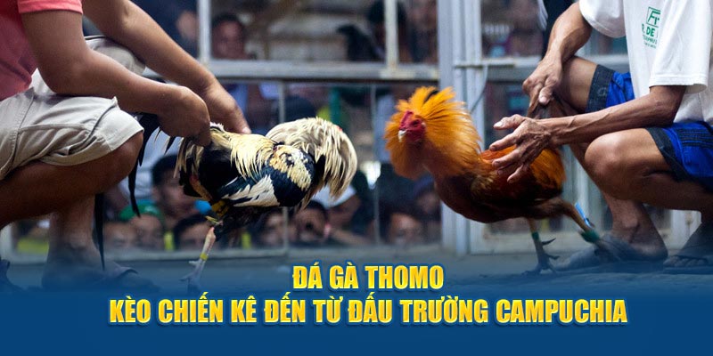 Đá gà Thomo i9bet là loại hình chọi kê đặc sắc, hấp dẫn