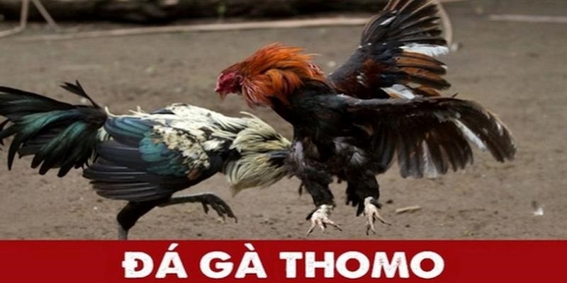 4 ưu điểm tạo sức hút khó cưỡng cho sảnh đá gà Thomo tại i9bet