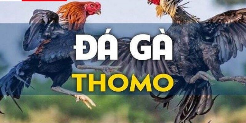 đá gà thomo i9bet